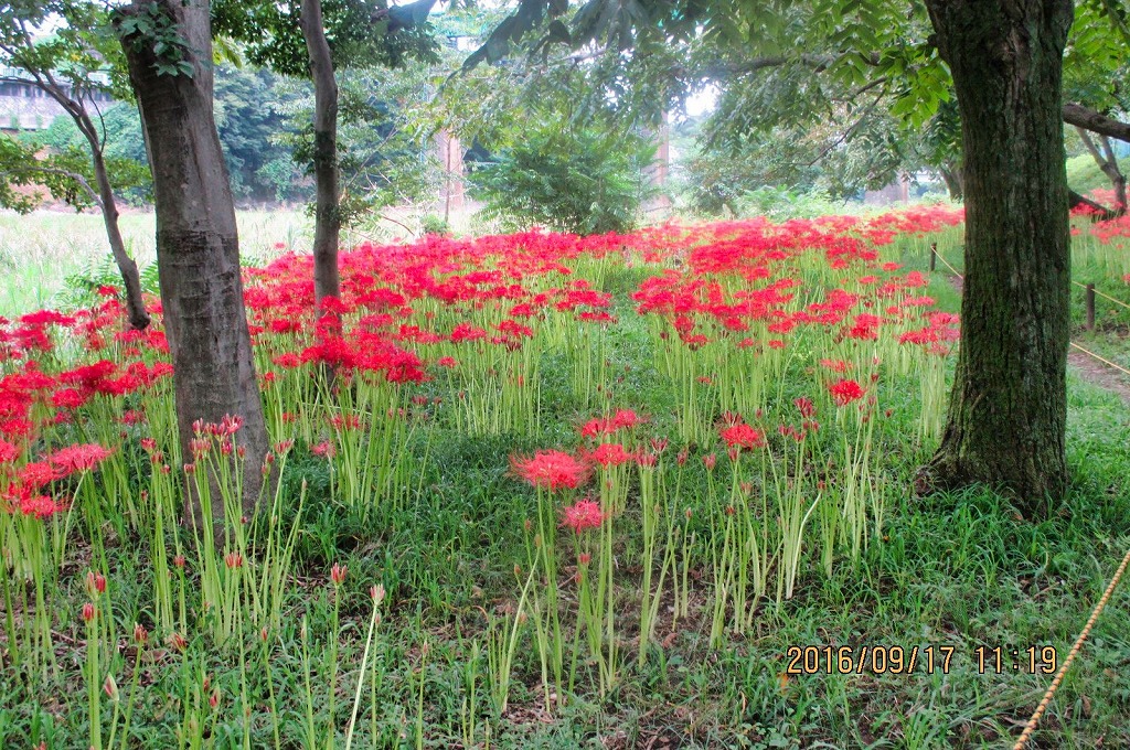 曼殊沙華ウォーク