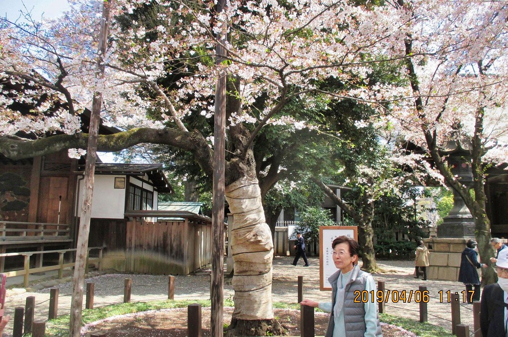 靖国神社 桜(ソメイヨシノ)の標本木