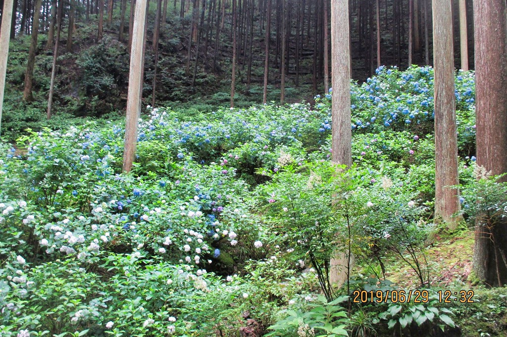 南沢あじさい山ハイキング