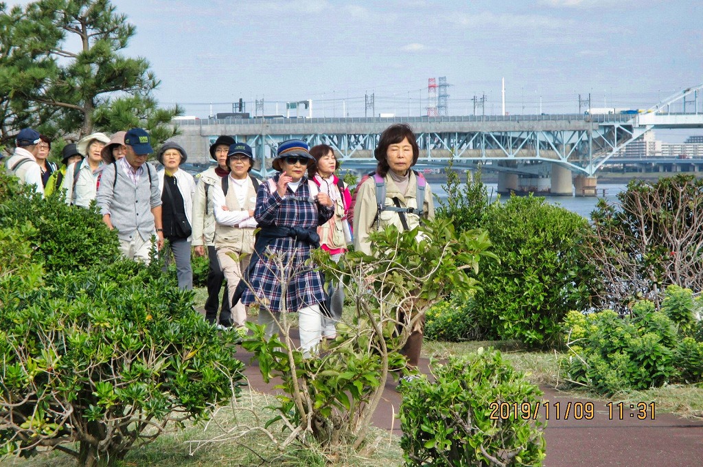 2019年11月09日　第3回シリーズウォーク  夢の島公園から東京ゲートブリッジを歩く　新木場緑道公園付近