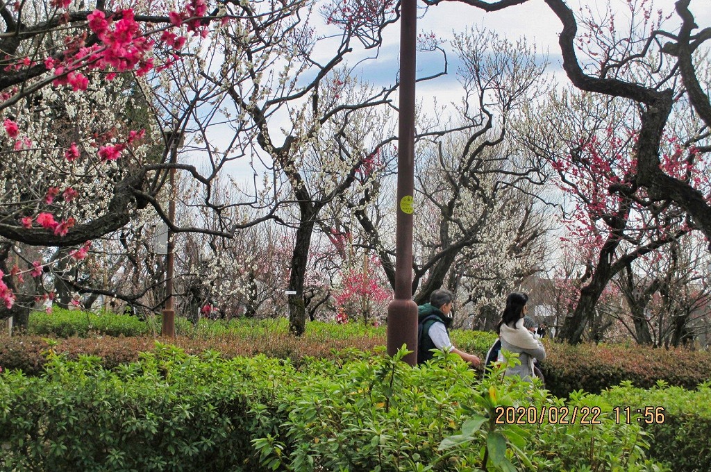 2020年2月22日　第141回定例ウォーク 梅祭りの羽根木公園 ①