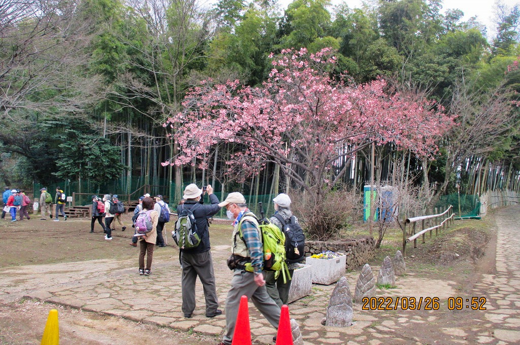 2022年3月26日 第163回定例ウォーク 見沼通船堀の桜