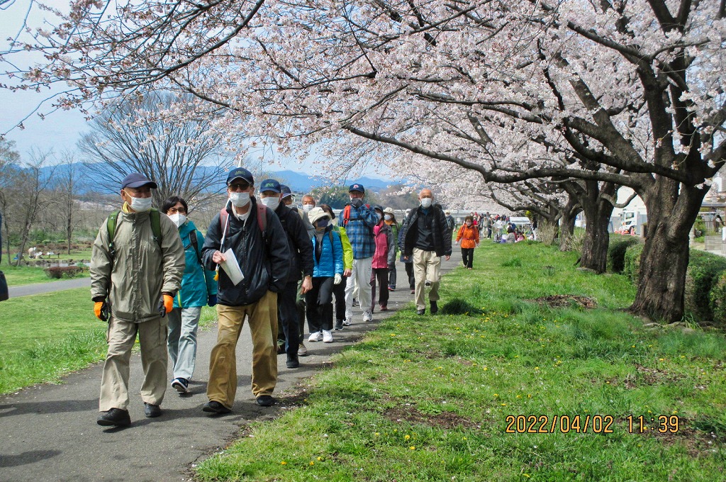 2022年4月2日 第1回シリーズ ウォーク 玉川上水をくだる（福生市多摩川中央公園付近の満開の桜並木を歩む参加者の皆さん）