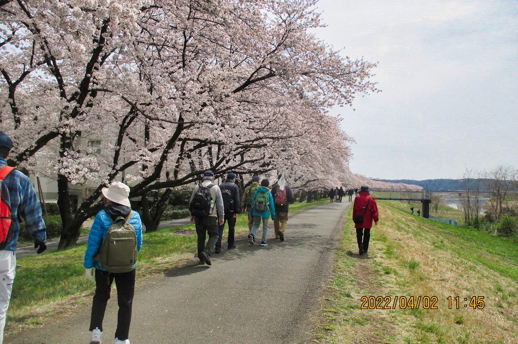 2022年4月2日 第1回シリーズ ウォーク 玉川上水をくだる（福生市多摩川沿いの延々と続く満開の桜並木）