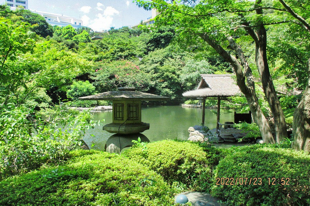 2022年7月23日 第167回定例ウォーク シロガネーゼの庭園 八芳園 鮮やかな緑の庭園