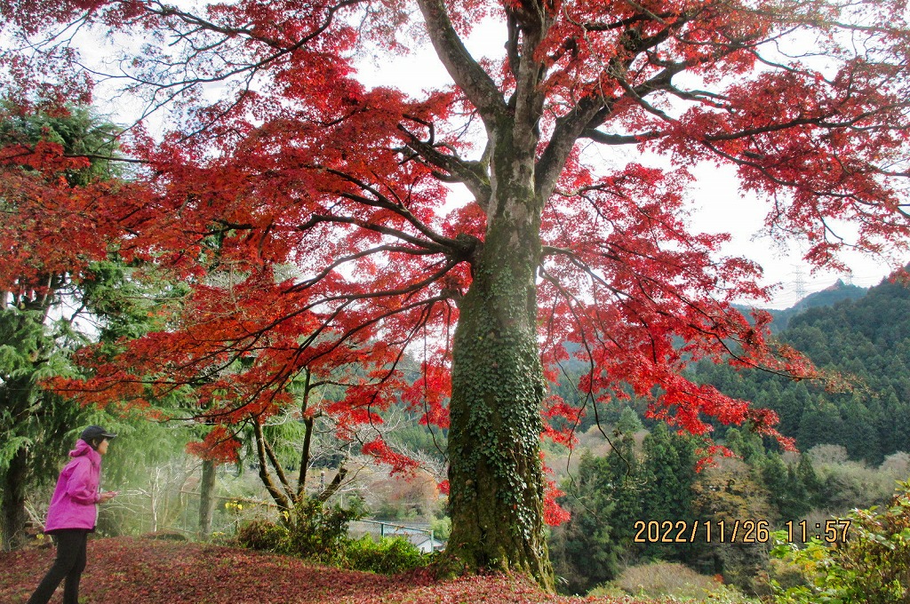 2022年11月26日 第170回定例ウォーク 紅葉の秋川渓谷 戸倉しろやまテラス 樹齢160年の見事なもみじ