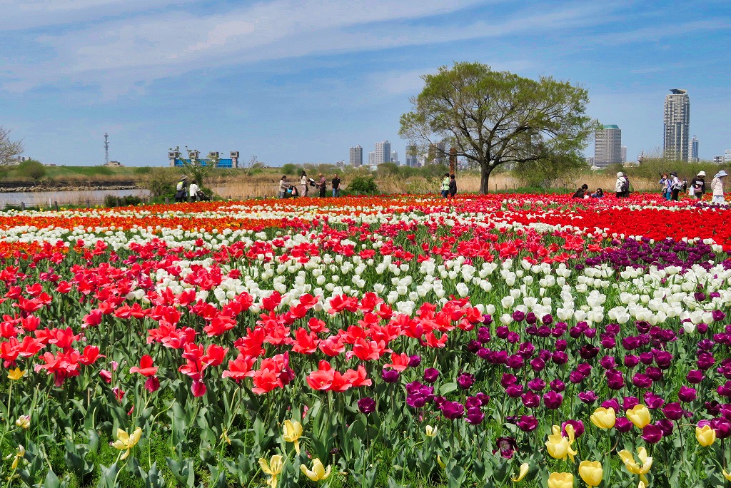 2024年4月13日 第1回花シリーズウォーク 足立区都市農業公園のチューリップ