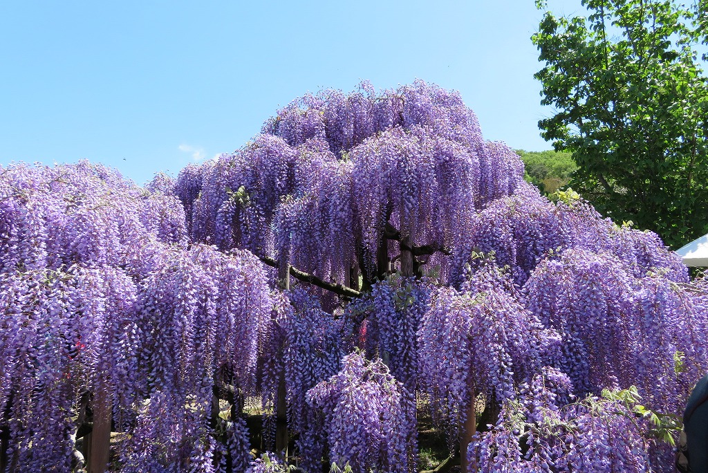 2024年4月25日 第59回カルチャーウォーク 花と光の楽園あしかがフラワーパーク 満開の藤