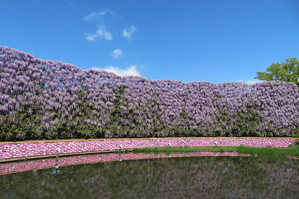 2024年4月25日 第59回カルチャーウォーク 花と光の楽園あしかがフラワーパーク 見事なむらさき藤のスクリーン