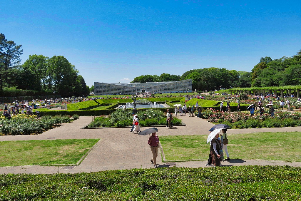 2024年5月4日 第2回花シリーズウォーク 神代植物公園のバラ鑑賞 (バラ園全景)