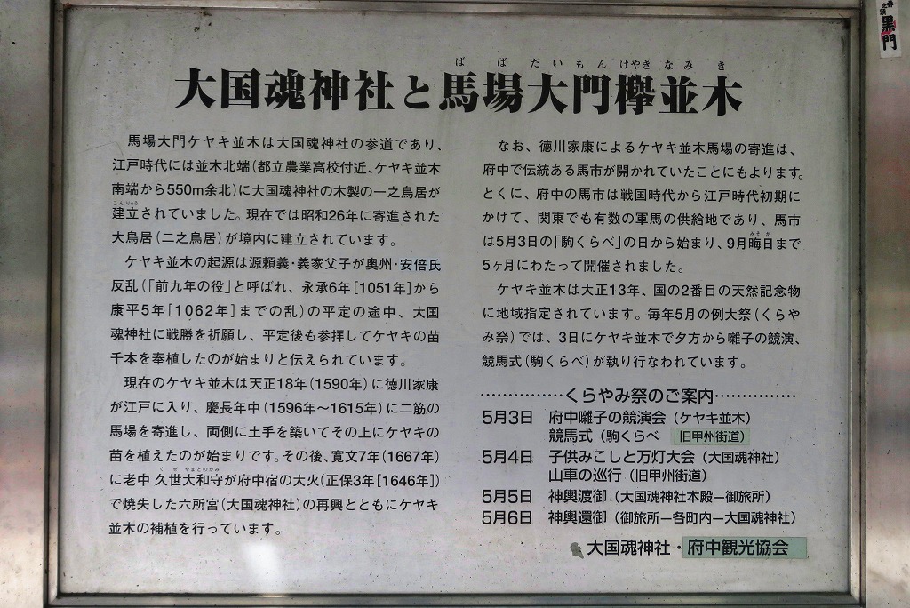 2024年9月21日 第62回カルチャーウォーク 府中市散策 国内唯一の馬場大門けやき並木の説明版2