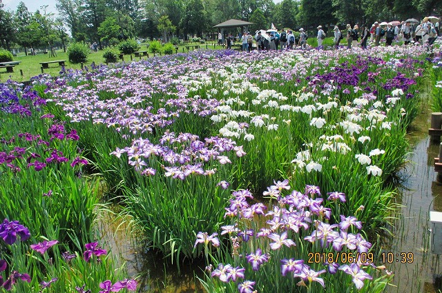 菖蒲の水元公園