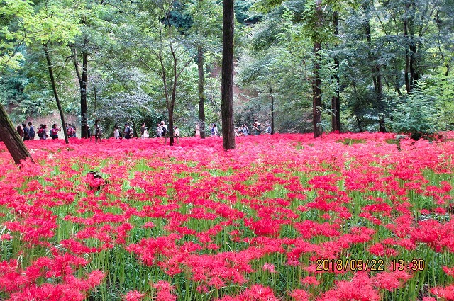 曼殊沙華の巾着田