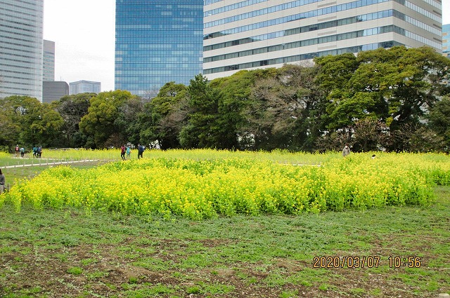 2020年3月7日 第41回カルチャーウォーク　浜離宮庭園の菜の花鑑賞