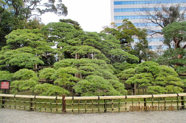 2020年3月7日 第41回カルチャーウォーク　浜離宮庭園の「三百年の松」