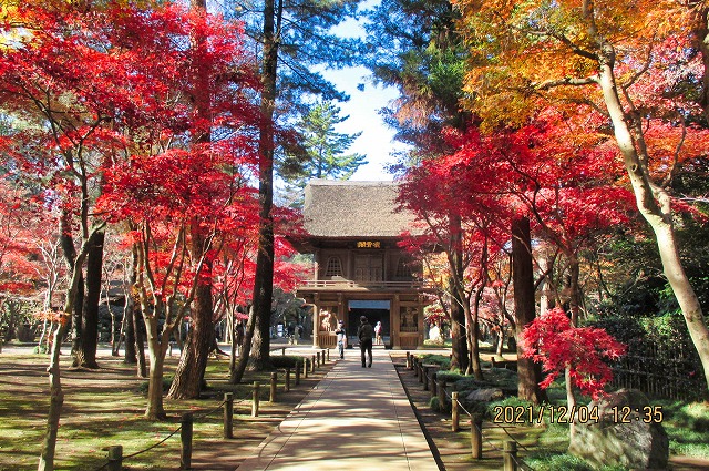 2021年12月4日 第160回定例ウォーク 平林寺 正面山門の紅葉