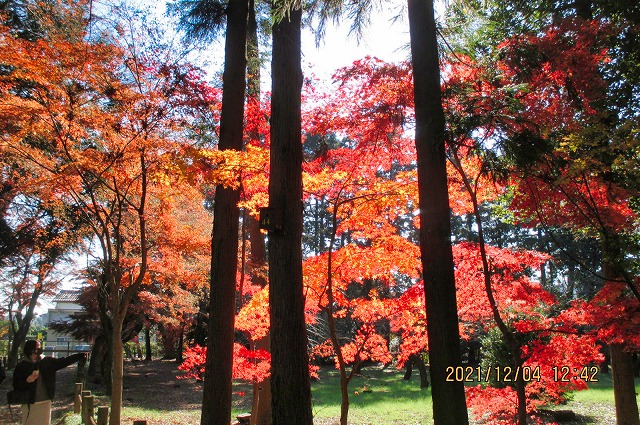 2021年12月4日 第160回定例ウォーク 平林寺 境内の紅葉