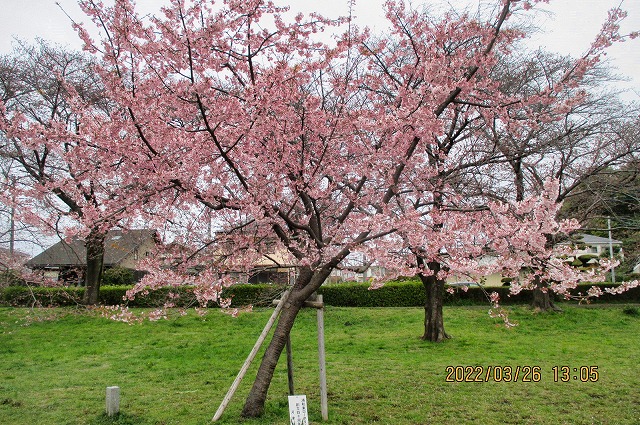 2022年3月26日 第163回定例ウォーク 見沼氷川公園 満開の河津桜