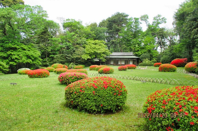 2022年4月23日 第164回定例ウォーク 明治神宮 御苑 隔雲亭庭園