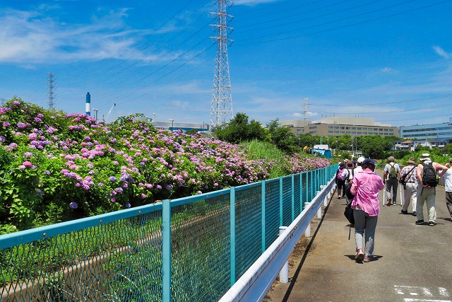 2024年6月15日 第185回定例ウォーク 横浜市都筑区大熊川沿い約600mにわたる自生あじさい鑑賞